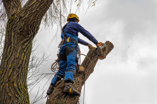 Trusted Balcones Heights, TX Tree Removal Experts